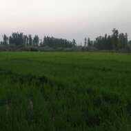 Gazanfar Bhat