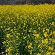 Asadul Hossain